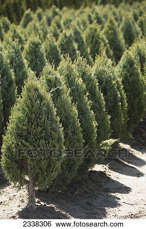 Rows of cedar trees in a tree nursery; Vineland, Ontario, Canada View Large Photo Image Stock Photograph - Rows of cedar trees in a tree nursery; Vineland, Ontario, Canada. Fotosearch