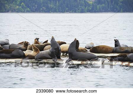 Sea lions on manmade break water; Fanny Bay, British Columbia, Canada View Large Photo Image Stock Image - Sea lions on manmade break water; Fanny Bay, British Columbia, Canada. Fotosearch