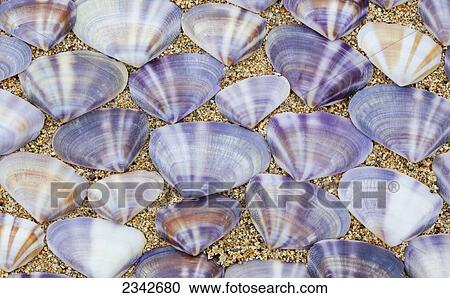 Seashells laying in rows in the sand; Oahu, Hawaii, United States of America View Large Photo Image Stock Image - Seashells laying in rows in the sand; Oahu, Hawaii, United States of America. Fotosearch
