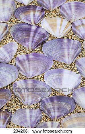 Stock Image - Seashells laying in rows in the sand; Oahu, Hawaii, United States of America. Fotosearch