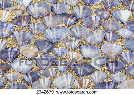 Stock Photo - Seashells laying in rows in the sand; Oahu, Hawaii, United States of America. Fotosearch