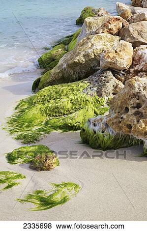 Stock Photo - Seaweed at the shore, Simpson Bay; St. Martin, French West Indies. Fotosearch