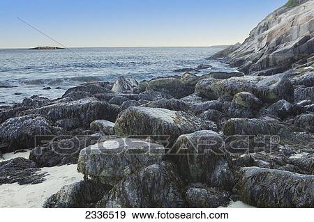 Seaweed on rocks at the water's edge, Acadia National Park; Maine, United States of America View Large Photo Image Stock Photo - Seaweed on rocks at the water's edge, Acadia National Park; Maine, United States of America. Fotosearch