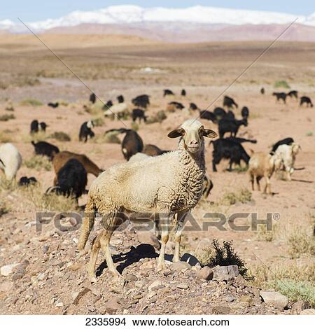 Picture - Sheep and goats grazing on a flat landscape with mountains in the distance. Fotosearch
