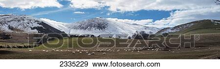 Stock Photo - Sheep grazing in a field with snow covered mountains in the background; Northumberland, England. Fotosearch