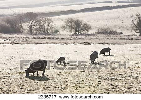 Sheep grazing in a field with the grass covered by a trace of snow View Large Photo Image Stock Photo - Sheep grazing in a field with the grass covered by a trace of snow. Fotosearch