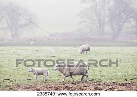 Sheep grazing in a foggy field View Large Photo Image Stock Photo - Sheep grazing in a foggy field. Fotosearch