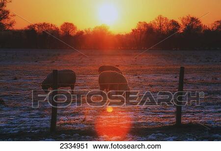 Sheep grazing in a frosty field at sunrise; Kent, England View Large Photo Image Stock Image - Sheep grazing in a frosty field at sunrise; Kent, England. Fotosearch