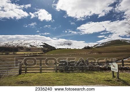 Stock Image - Sheep grazing in a pasture with snow covered mountains in the background; Northumberland, England. Fotosearch