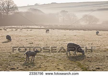 Stock Photograph - Sheep grazing on a frosty field in the fog. Fotosearch