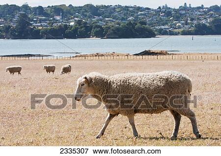 Sheep in a field on the water's edge; New Zealand View Large Photo Image Stock Photo - Sheep in a field on the water's edge; New Zealand. Fotosearch