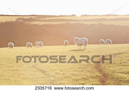 Sheep in a field with the sunlight glowing View Large Photo Image Stock Photograph - Sheep in a field with the sunlight glowing. Fotosearch