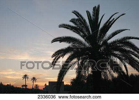 Silhouette of palm trees in a city at sunset View Large Photo Image Stock Photograph - Silhouette of palm trees in a city at sunset. Fotosearch
