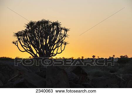 Stock Image - Silhouette of quiver trees at sunset; Namibia. Fotosearch