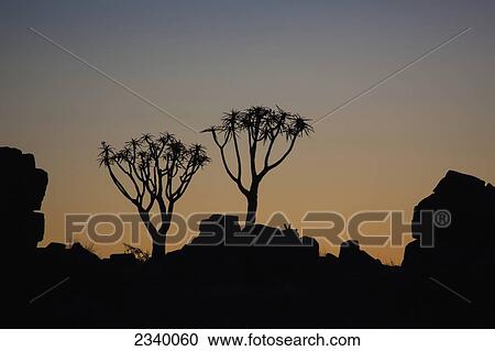 Stock Image - Silhouette of two quiver trees and rock at sunset; Namibia. Fotosearch