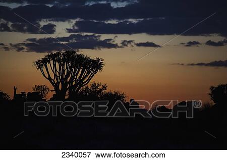 Stock Photo - Single quiver tree at night with clouds; Namibia. Fotosearch