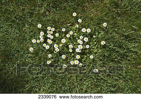 Small daisies growing in the grass; Vancouver, British Columbia, Canada View Large Photo Image Stock Photograph - Small daisies growing in the grass; Vancouver, British Columbia, Canada. Fotosearch