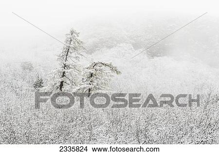 Snow and fog covering trees on a mountainside View Large Photo Image Picture - Snow and fog covering trees on a mountainside. Fotosearch