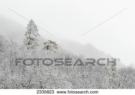 Stock Image - Snow and fog covering trees on a mountainside. Fotosearch
