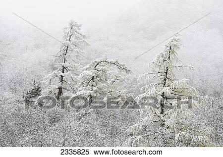 Snow and fog covering trees on a mountainside View Large Photo Image Stock Photography - Snow and fog covering trees on a mountainside. Fotosearch