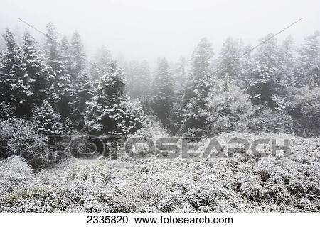 Snow covered trees and bushes with fog View Large Photo Image Stock Image - Snow covered trees and bushes with fog. Fotosearch