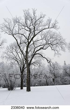 Stock Image - Snow covered trees and field. Fotosearch