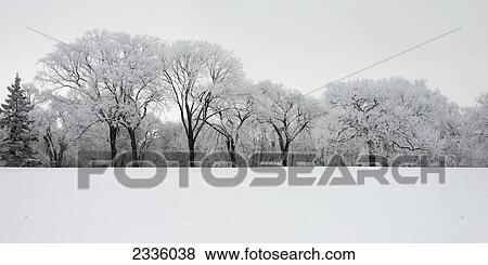 Stock Photo - Snow covered trees and field. Fotosearch