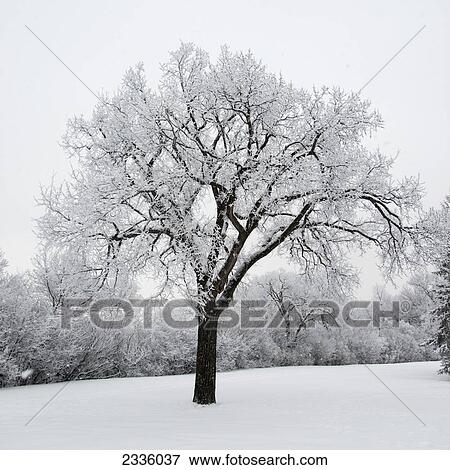 Stock Photo - Snow covered trees. Fotosearch