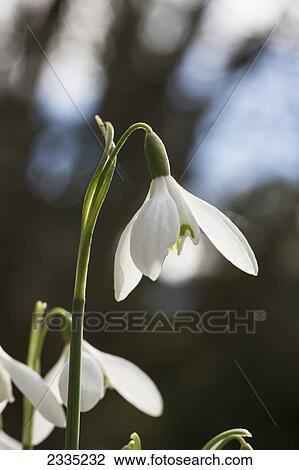 Snowdrop (Galanthus); Northumberland, England View Large Photo Image Stock Image - Snowdrop (Galanthus); Northumberland, England. Fotosearch