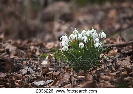 Snowdrops (Galanthus) blooming on the ground covered with fallen leaves; Northumberland, England View Large Photo Image Stock Photograph - Snowdrops (Galanthus) blooming on the ground covered with fallen leaves; Northumberland, England. Fotosearch