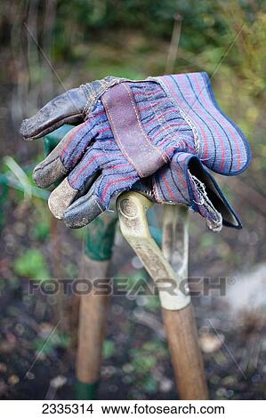 Spade and fork and gardeners gloves in a garden; Horsington, Somerset, England View Large Photo Image Picture - Spade and fork and gardeners gloves in a garden; Horsington, Somerset, England. Fotosearch