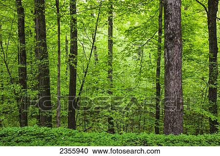 Stock Image - Spring folage in forests of southwest Vermont near Pine Hollow Campground; Pownal, Vermont, United States of America. Fotosearch