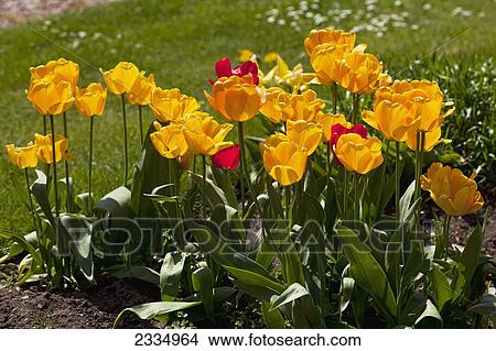 Picture - Spring tulips in bloom; Great Chart, Kent, England. Fotosearch