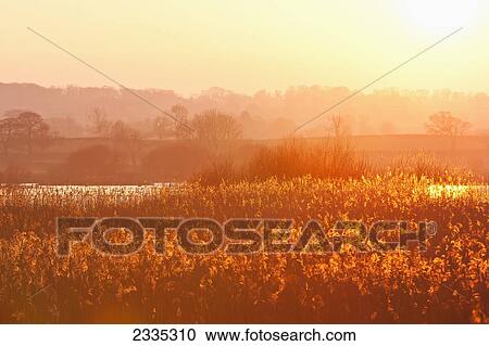 Sunset at Shapwick Heath, a wetland reserve of the Avalon Marshes of the Somerset Levels near Glastonbury; Somerset, England View Large Photo Image Stock Image - Sunset at Shapwick Heath, a wetland reserve of the Avalon Marshes of the Somerset Levels near Glastonbury; Somerset, England. Fotosearch