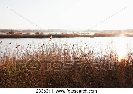 Sunset at Shapwick Heath, a wetland reserve of the Avalon Marshes of the Somerset Levels near Glastonbury; Somerset, England View Large Photo Image Stock Image - Sunset at Shapwick Heath, a wetland reserve of the Avalon Marshes of the Somerset Levels near Glastonbury; Somerset, England. Fotosearch