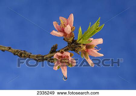 Three pink blossoms on the end of branch with a water droplet falling from a petal against a blue background View Large Photo Image Stock Photo - Three pink blossoms on the end of branch with a water droplet falling from a petal against a blue background. Fotosearch