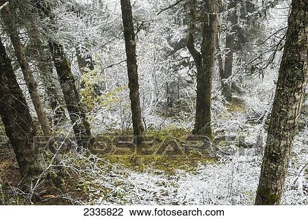 Traces of snow on leafless trees and on the ground in a forest View Large Photo Image Stock Image - Traces of snow on leafless trees and on the ground in a forest. Fotosearch