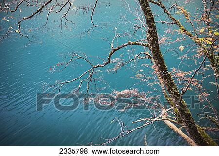 Stock Photo - Tree branches hanging over water with leaves floating in the water. Fotosearch