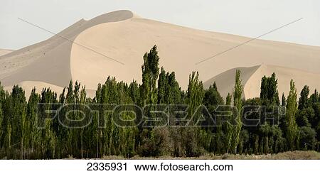 Trees and a brown sloping landscape in the background View Large Photo Image Stock Image - Trees and a brown sloping landscape in the background. Fotosearch