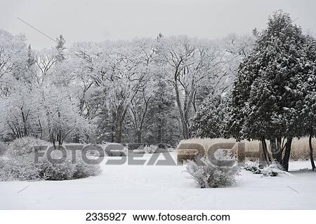 Trees and bushes covered with snow under a cloudy sky View Large Photo Image Stock Photo - Trees and bushes covered with snow under a cloudy sky. Fotosearch