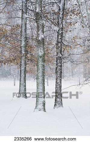 Trees in a forest during a snowfall; Ohio, United States of America View Large Photo Image Stock Photograph - Trees in a forest during a snowfall; Ohio, United States of America. Fotosearch