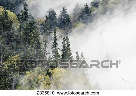 Trees in a forest shrouded in cloud View Large Photo Image Stock Image - Trees in a forest shrouded in cloud. Fotosearch