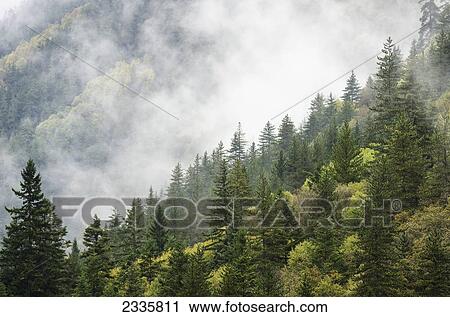 Trees in a forest shrouded in cloud View Large Photo Image Stock Image - Trees in a forest shrouded in cloud. Fotosearch