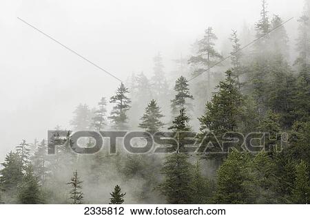 Trees in a forest shrouded in cloud View Large Photo Image Stock Image - Trees in a forest shrouded in cloud. Fotosearch