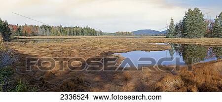 Trees reflected in a tranquil pond in autumn; Maine, United States of America View Large Photo Image Picture - Trees reflected in a tranquil pond in autumn; Maine, United States of America. Fotosearch