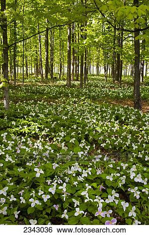 Trilliums in the woods; Hemmingford, Quebec, Canada View Large Photo Image Stock Photograph - Trilliums in the woods; Hemmingford, Quebec, Canada. Fotosearch