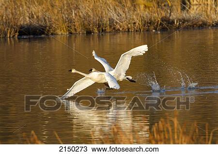 Trumpeter Swans In Flight Over Potter Marsh With Autumn Foliage In The Background, Southcentral Alaska View Large Photo Image Stock Image - Trumpeter Swans In Flight Over Potter Marsh With Autumn Foliage In The Background, Southcentral Alaska. Fotosearch