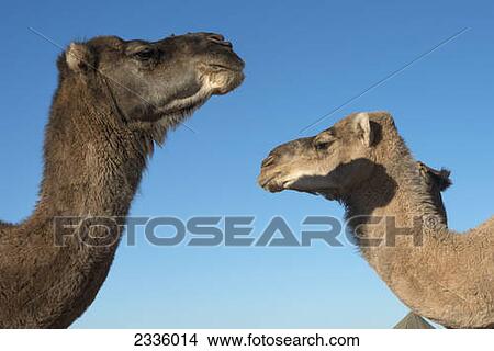 Two camel heads against a blue sky View Large Photo Image Picture - Two camel heads against a blue sky. Fotosearch