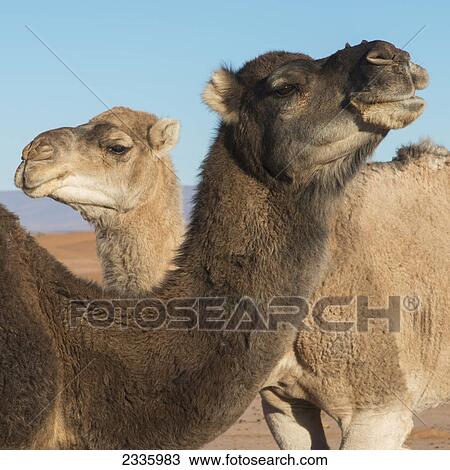 Stock Image - Two camels and a blue sky. Fotosearch