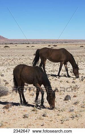 Stock Photo - Two wild horses in the desert; Garub, Namibia. Fotosearch